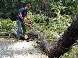Best Commercial Tree Services  in Cape May, NJ
