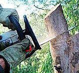 Best Fruit Tree Pruning  in Cape May, NJ