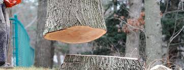 How Our Tree Care Process Works  in  Cape May, NJ
