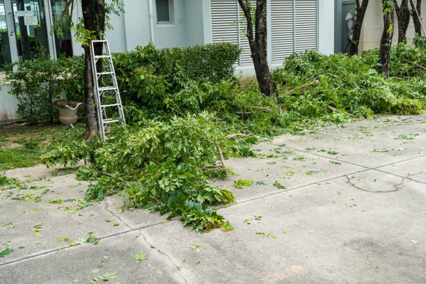 Best Tree Preservation Services  in Cape May, NJ