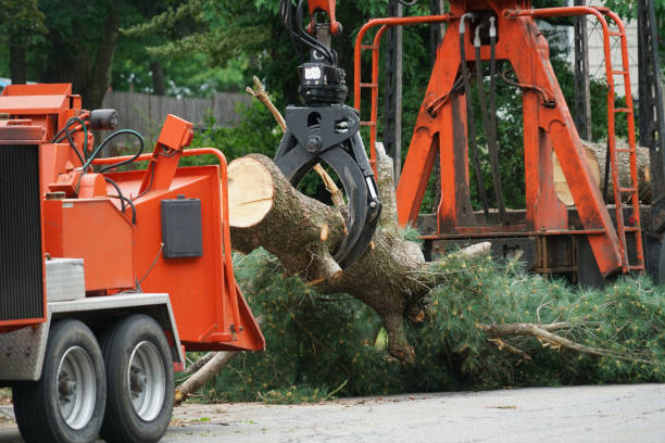 Best Lawn Drainage Solutions  in Cape May, NJ