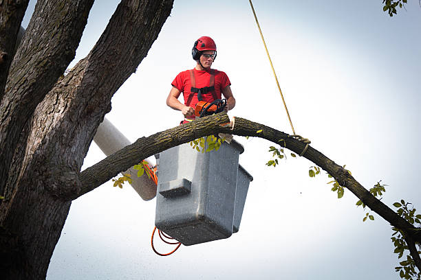 Cape May, NJ Tree Removal Company