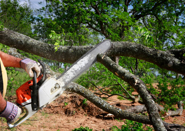 Best Tree and Shrub Care  in Cape May, NJ